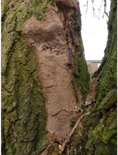 On oak in Basildon, UK.